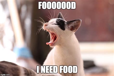 Caption this Meme. . Hungry cat memes